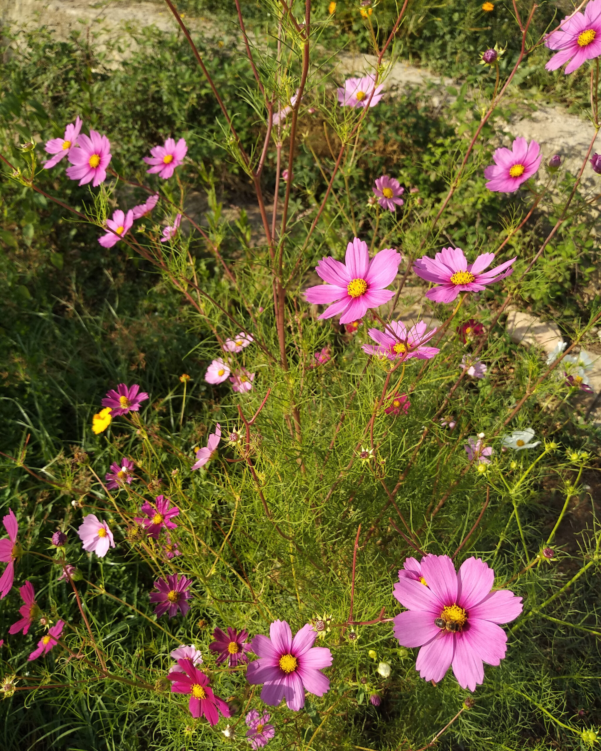 COSMOS BIPINNATUS
