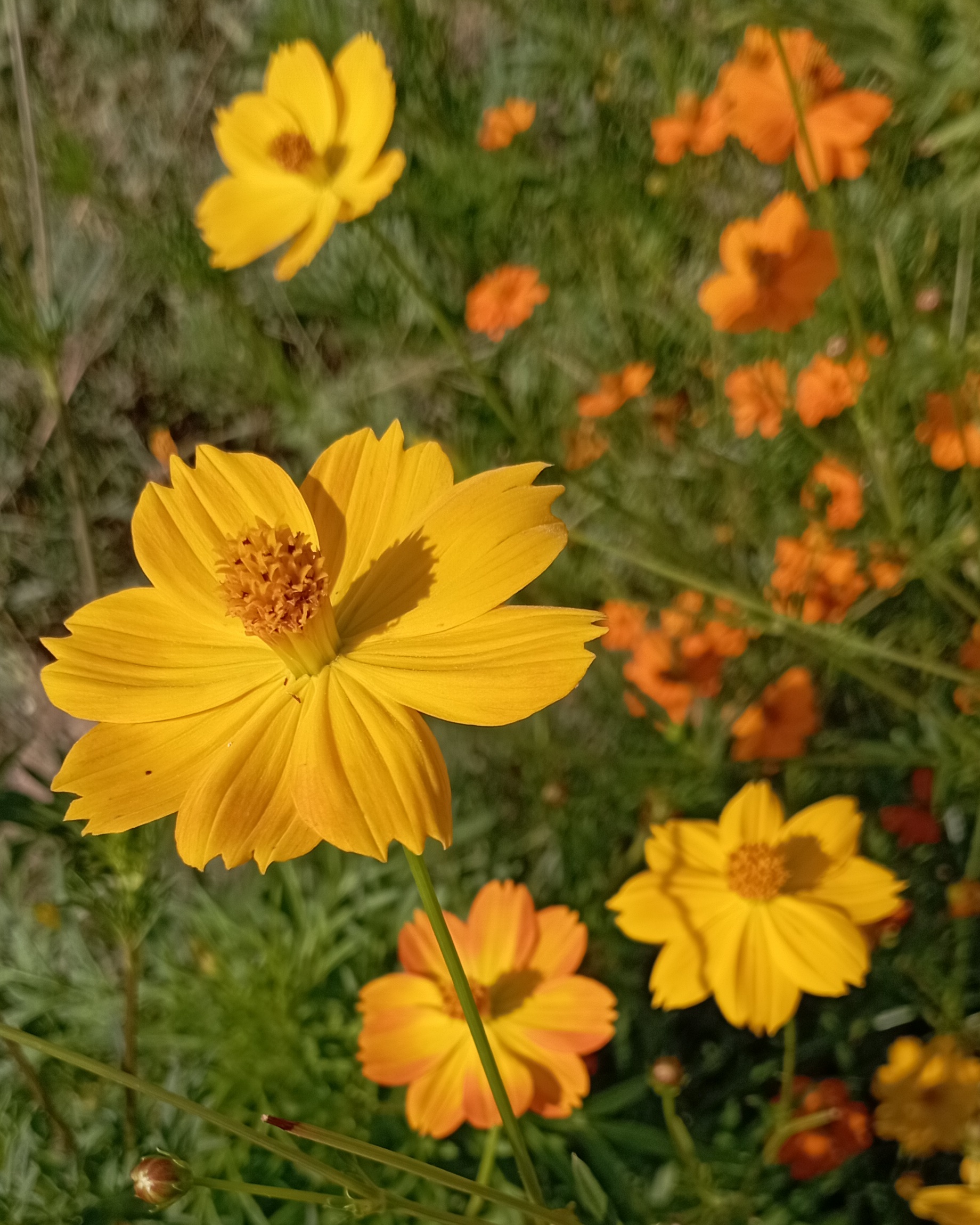 cosmos sulphurea