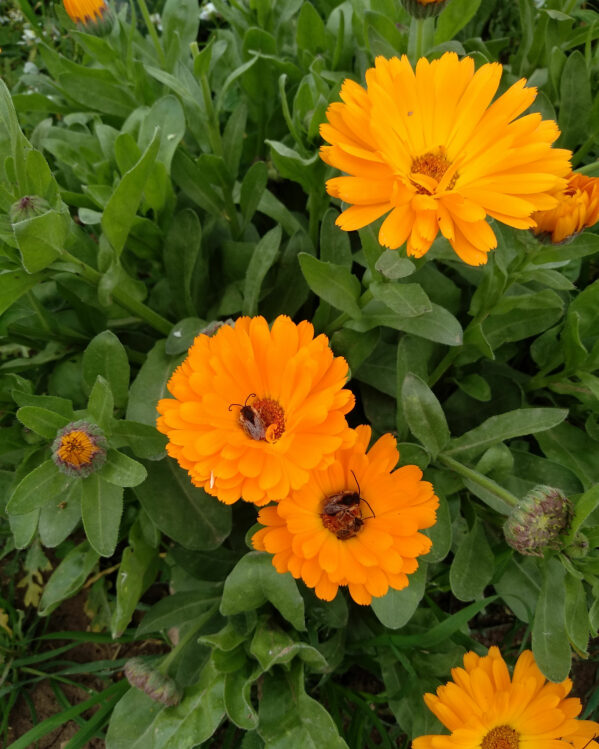 calendula